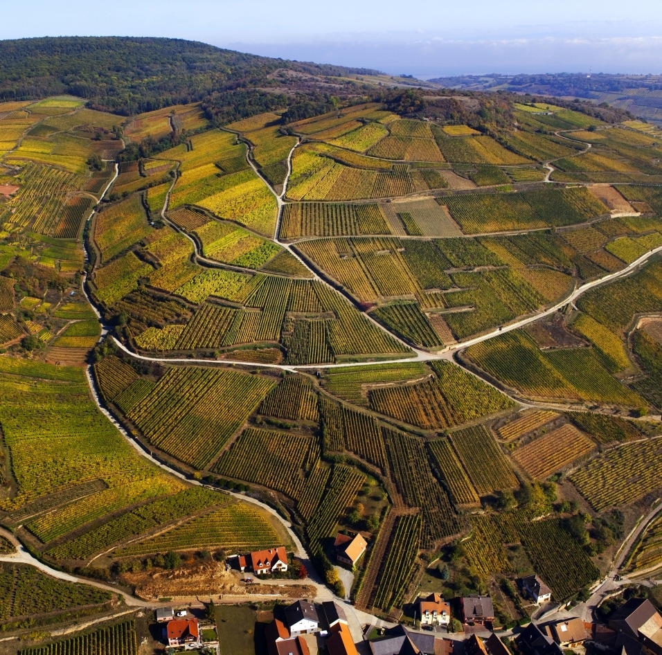 Masterclass Blancos de Alsacia