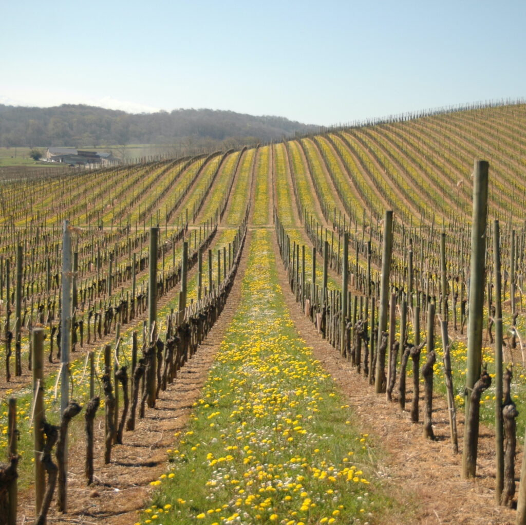 Masterclass Vinos del Sudoeste de Francia